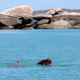A male presenting a sponge to a female. (Image: Josh Smith/UWA)